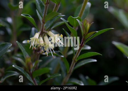 Box-leaved honeysuckle branch - Latin name - Lonicera ligustrina var. pileata Lonicera pileata Stock Photo