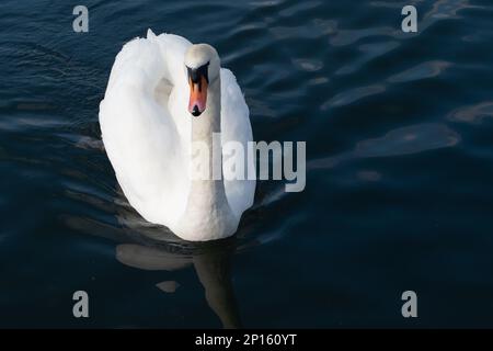 Windsor, Berkshire, UK. 2nd March, 2023. A beautiful mute swan on the River Thames in Windsor. An 11 year old girl in Cambodia died last week after being infected with an H5N1 virus (bird flu). The British Medial Journal have reported that 'Of the girl’s 12 close contacts who were identified (four with symptoms, eight without), only one, the girl’s father, tested positive for H5N1. The others tested negative for H5N1 and for SARS-CoV-2'. 'Although the investigation into what happened in Cambodia is ongoing, World Health Organisation has said there was currently no evidence of human-to-human tr Stock Photo