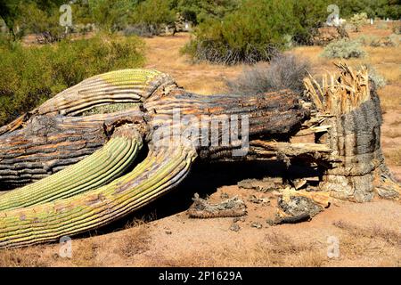 The Sonora desert in central Arizona USA with dead saguaro cactus Stock Photo
