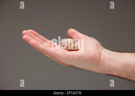 Caucasian male hand holding an empty snail shell isolated on gray background. Stock Photo