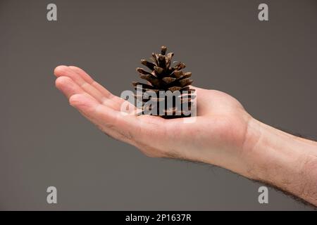 Caucasian male hand holding a pine cone isolated on gray background. Stock Photo