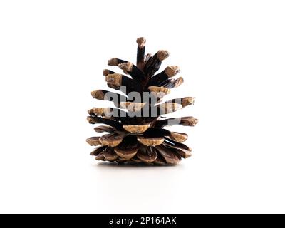 Dried and open pine cone decoration isolated on white close up shot. Stock Photo