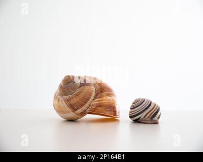 Empty common snail shell houses isolated on white close up macro shot. Stock Photo