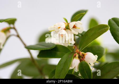 macro White flowers of Vaccinium vitis-idaea lingonberry, partridgeberry, mountain cranberry or cowberry , which grows in the highlands of the Carpath Stock Photo