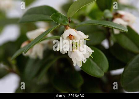 macro White flowers of Vaccinium vitis-idaea lingonberry, partridgeberry, mountain cranberry or cowberry , which grows in the highlands of the Carpath Stock Photo