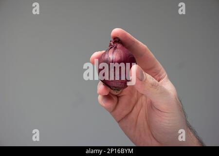 Caucasian male hand holding a whole red onion isolated on gray background. Stock Photo