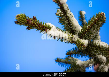 Snow covered pine tree branch with green needles studio shot isolated on blue background. Stock Photo