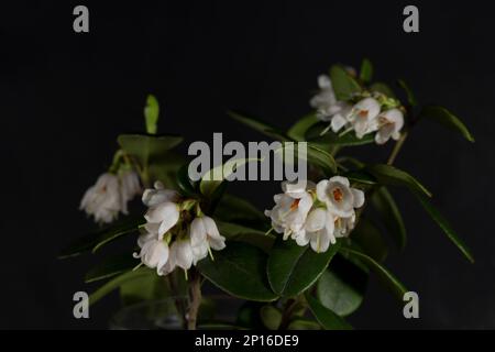 white small flowers of forest lingonberry on a black background, selective focus, floral background Stock Photo