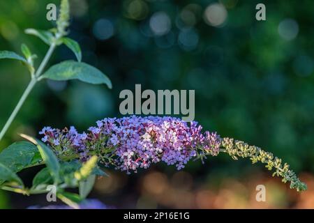 Buddleja japonica purple flower in the garden design Stock Photo