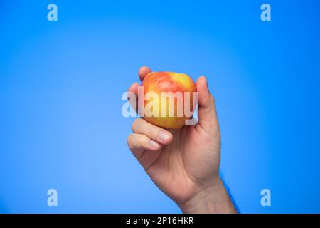 Fresh ripe yellow and red apple held in hand by Caucasian male hand isolated on blue background studio shot Stock Photo