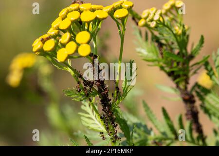 ants and aphids, symbiosis, insects in nature on a tansy stalk Stock Photo