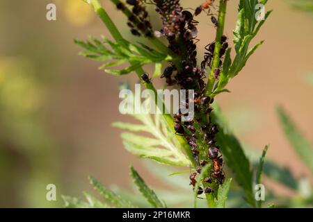 ants and aphids, symbiosis, insects in nature on a tansy stalk Stock Photo