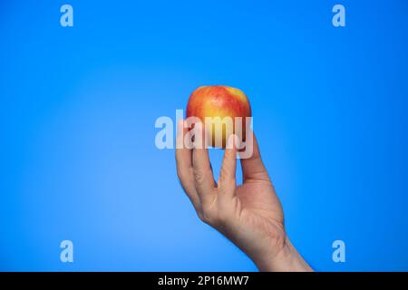 Fresh ripe yellow and red apple held in hand by Caucasian male hand isolated on blue background studio shot Stock Photo
