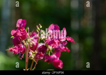 Flowers of touchy glandular close-up.Impatiens glandulifera. beautiful purple forest flowers on a blurry green background Stock Photo