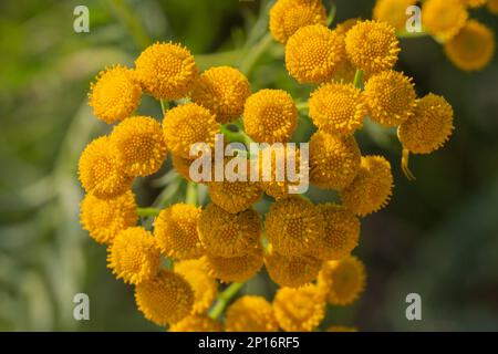 Yellow flowers of Tancy blooming in the summer. Tansy (Tanacetum vulgare) is a perennial, herbaceous flowering plant in the genus Tanacetum in the ast Stock Photo