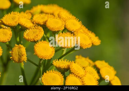 Yellow flowers of Tancy blooming in the summer. Tansy (Tanacetum vulgare) is a perennial, herbaceous flowering plant in the genus Tanacetum in the ast Stock Photo