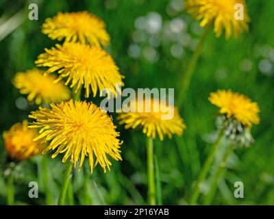 Flowering dandelion,Taraxacum, in spring Stock Photo