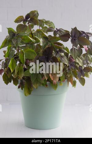 Basil seedlings in peat pots on wooden table. Woman in protective ...