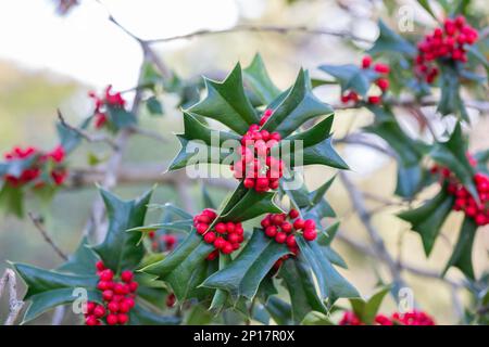 Holly green foliage with red berries. Ilex aquifolium Christmas holly or Evergreen boughs green leaves and red berries selective focus Stock Photo