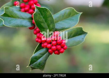 Ilex aquifolia Interior decoration for Christmas. Green Bush with red berries selective focus Stock Photo