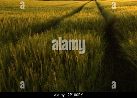 Ripe ears of corn in a field in late summer right before harvest covered in warm sunlight Stock Photo