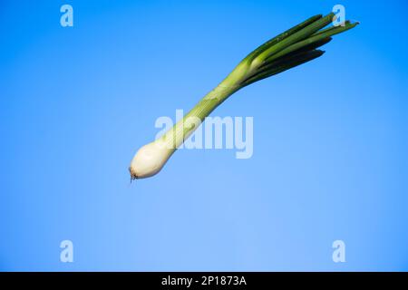 Fresh stalk of spring onion close up studio shot isolated on blue background. Stock Photo