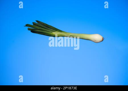 Fresh stalk of spring onion close up studio shot isolated on blue background. Stock Photo