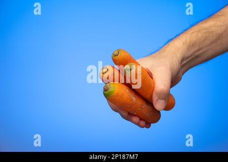 Bunch of fresh whole raw carrots held in hand by Caucasian male hand isolated on blue background. Stock Photo