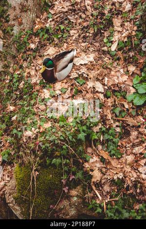 Brightly colored wild duck sitting in the grass close up shot. Stock Photo