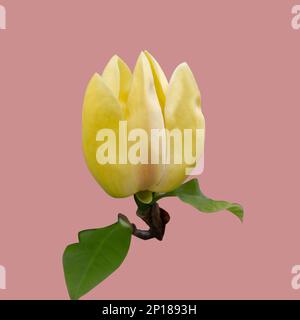 Blossoming yellow magnolia flower in the garden - brooklynensis Yellow Bird or Yellow lily tree, macro image, natural seasonal floral background isola Stock Photo