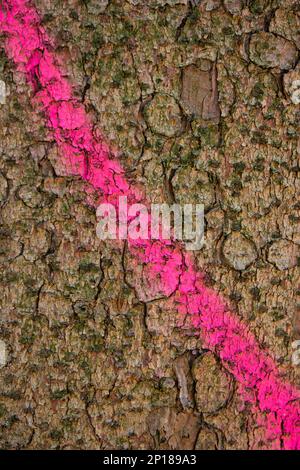 Dark pink spray can marking on forest tree bark man made forestry work. Stock Photo