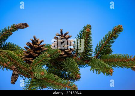 Brown pine cones on evergreen fir tree branch close up studio shot isolated on blue background. Stock Photo