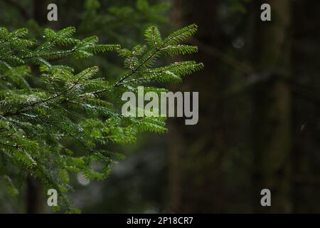 Evergreen pine tree branch  with green needles telephoto close up shot isolated in the forest daytime. Stock Photo