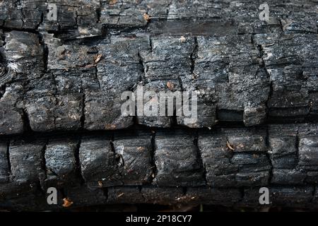 Charred and cracked black texture firewood close up shot isolated. Stock Photo