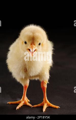 a cute fluffy little yellow chicken eggs isolated on black background. Stock Photo