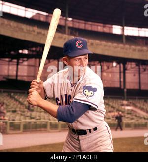 Chicago cubs Ron Santo in batting cage at teams spring training camp at  Mesa, Ariz on Feb. 28, 1964. Catcher is Jimmy Schaffer. (AP Photo/HF Stock  Photo - Alamy