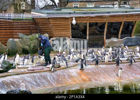 Gentoo and king  Penguins singing in the rain. Second day of spring saw rain As the zoo and its animals made the best Stock Photo