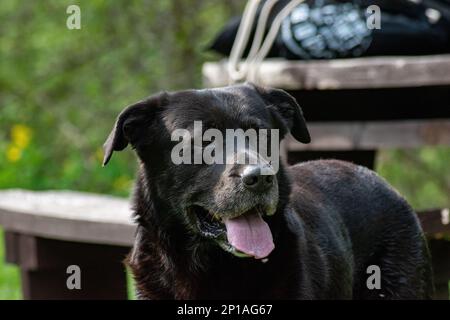 Old stray dog waiting with hope to be finally adopted by someone Stock Photo