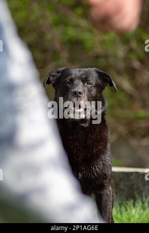 Black dog is waiting for a command from his trainer Stock Photo