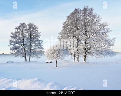 beautiful winter landscape in the park on a sunny day, trees and bushes covered with snow Stock Photo