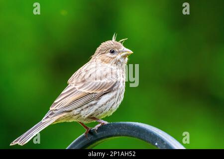 Curious gold finch sits on feeder with bokeh Stock Photo