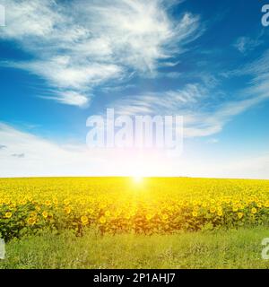 Beautiful sunrise over sunflower field. Stock Photo