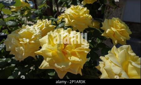 Persian rose or Rosa foetida Persiana yellow flowers in the garden design Stock Photo