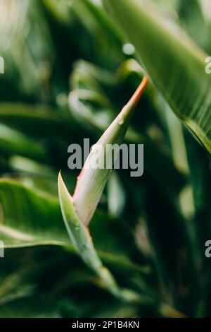 Beautiful Bird of paradise flowers shot in colour with close-up lens, very sharp and colourful image of these tropical orange and purple flora in a ga Stock Photo