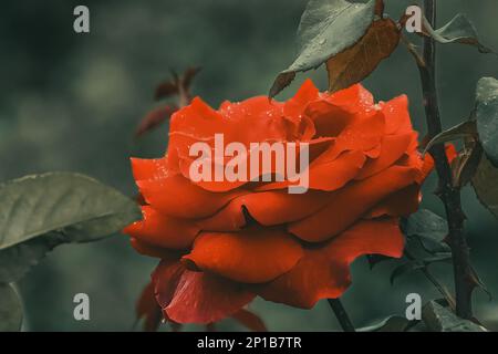 Rosa cinnamomea or cinnamon rose red flower with rain drops cinematic effect Stock Photo