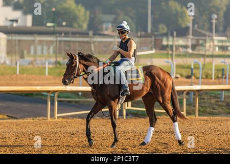 A racehorse and exercise rider at an every morning workout at Churchill Downs in Louisville, Kentucky Stock Photo