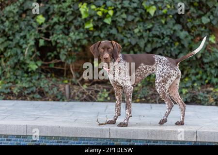 Cute German Shorthaired Pointer in the backyard Stock Photo