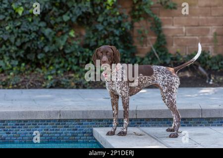 Cute German Shorthaired Pointer in the backyard Stock Photo
