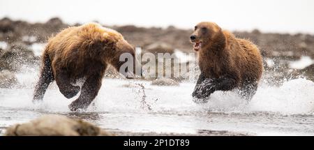 Two coastal brown bears chasing through the water in Alaska during the salmon run, territorial dispute over fishing spots. Stock Photo
