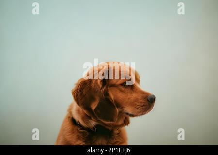 Cute puppy dog, pet dog , animal Stock Photo